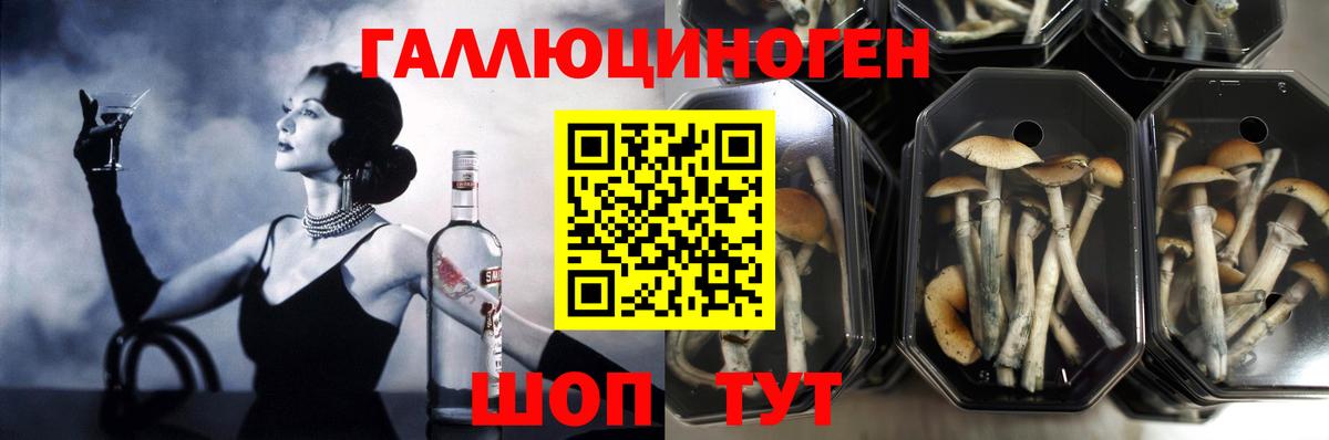 Касимов  Галлюциногенные грибы Magic Shrooms  Вход с VPN 